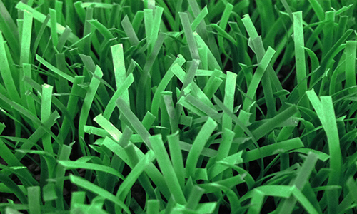 Turf Grass